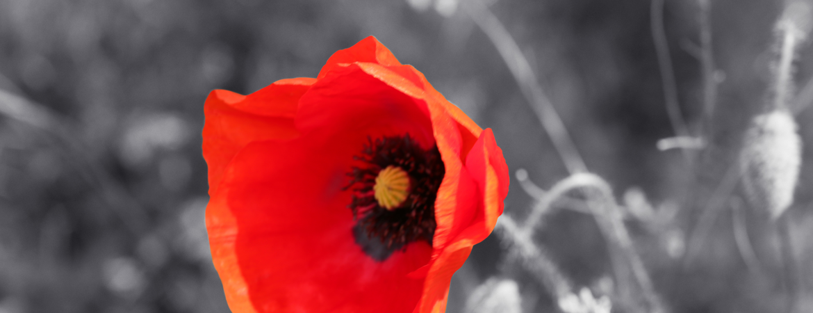 Remembrance Day and The Poppy - The Library Blog